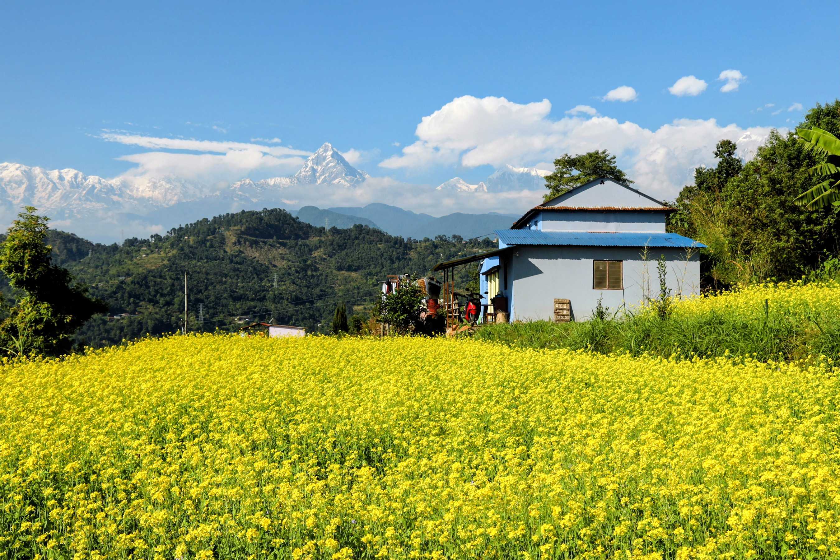 पहेँलपुर भई फुलेका तोरीबारी(तस्बिरहरू)